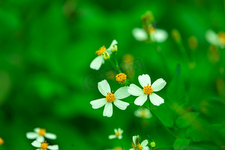 绿色背景小白花摄影图