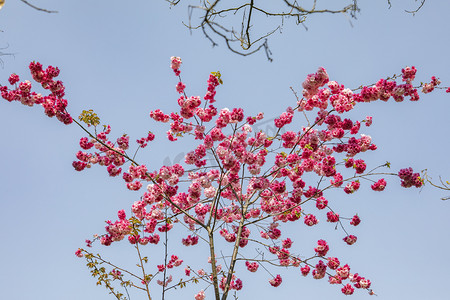 春天桃花朵朵繁花盛开摄影图