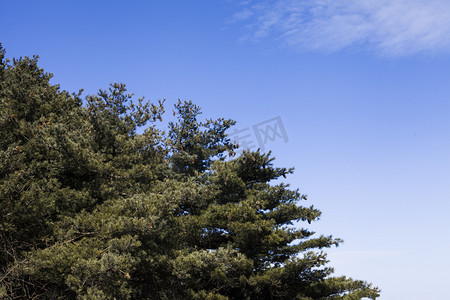 千姿百态摄影照片_尧山茂密原始森林摄影图