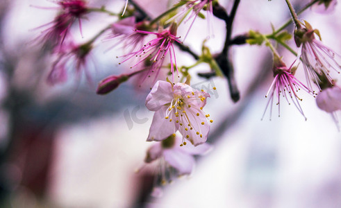 春天公园里面的鲜花之樱花自然风景摄影图