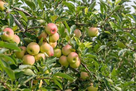 苹果树远景摄影照片_苹果树树枝果实摄影图