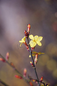 黄色迎春花摄影图