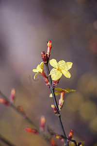 迎春花摄影照片_黄色迎春花摄影图