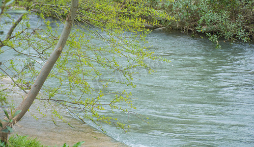 树木枝摄影照片_春意焕然小溪流水摄影图