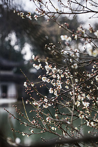 城市摄影照片_杭州植物园风景白梅盛开摄影图