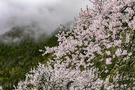 西藏林芝桃花林摄影图