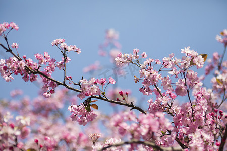 春天摄影照片_春天盛开桃花花枝自然风景摄影图