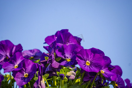 紫色兰花摄影图