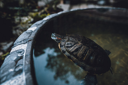 水缸中乌龟摄影图