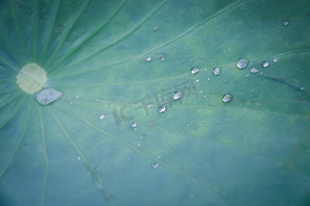 荷叶上水珠摄影图