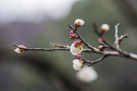 梅花风景摄影照片_植物园白梅花苞特写摄影图