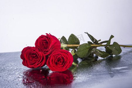 三朵沾有露水的红色玫瑰花摄影图