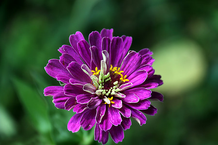紫色野花摄影图