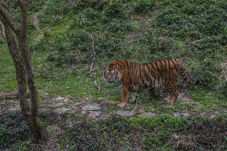动物园常见老虎动物摄影图配图