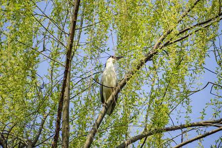 柳树枝头白色鸟摄影图