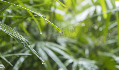 雨天植物风景摄影图