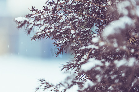 唯美生日快乐摄影照片_北方大雪下唯美松树摄影图