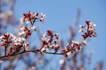 桃花字体摄影照片_春天桃花繁花盛开自然风景摄影图