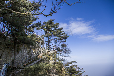 石人山摄影照片_自然风光尧山古树摄影图