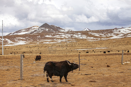 原野风景牛群摄影图