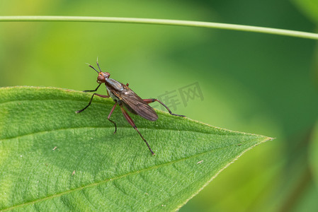 昆虫叶子摄影照片_叶子上指角蝇摄影图