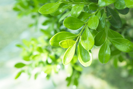 绿色叶子摄影照片_春天立春春分植物绿色清新叶子摄影图