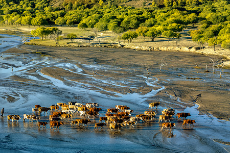 牛群河水和树林摄影图