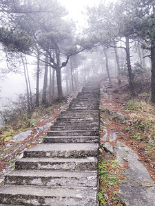 上山得石阶路和树木摄影图