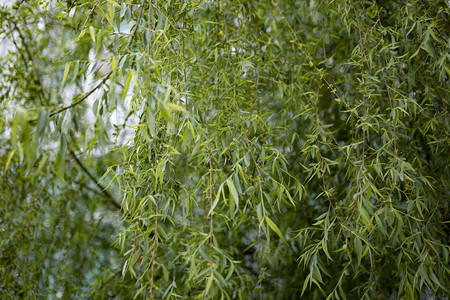 茂盛一片柳树林摄影图