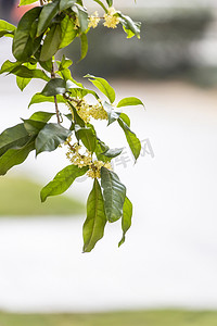 桂花摄影照片_桂花和叶子摄影图