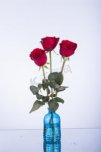 红色520摄影照片_鲜艳红色玫瑰摄影图