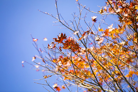 树枝红叶摄影图