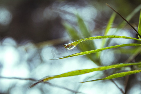 竹叶雨水水珠摄影图