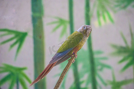 枝头绿色鹦鹉摄影图