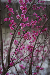 雪中红梅摄影照片_立冬水边植物红梅自然风景摄影图