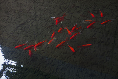 俯拍红色鱼群在水中游玩摄影图配图