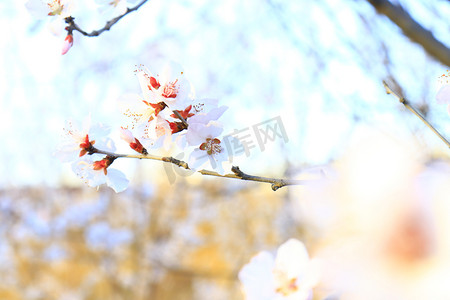 高曝光浪漫桃花树风光自然风景摄影图