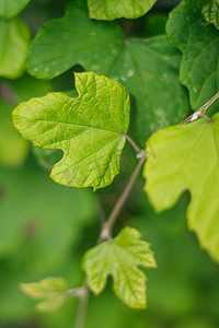 葡萄干燥房摄影照片_藤蔓绿色叶子摄影图