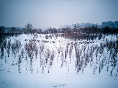 城市摄影照片_城市雪景之雪后树林自然风景摄影图
