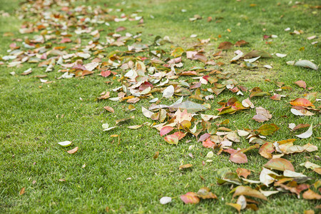 草地上树叶摄影图