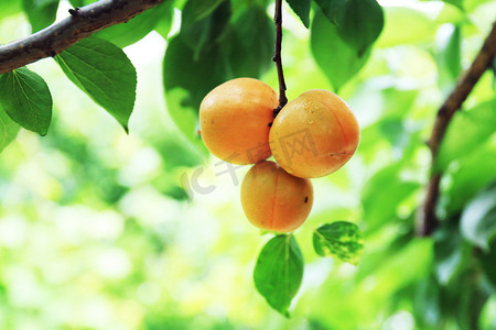 果树摄影照片_秋天成熟杏子摄影图