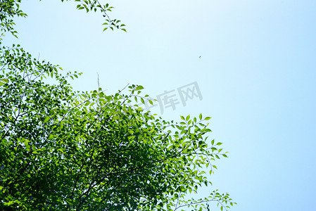 蓝天下绿色树木树枝摄影图