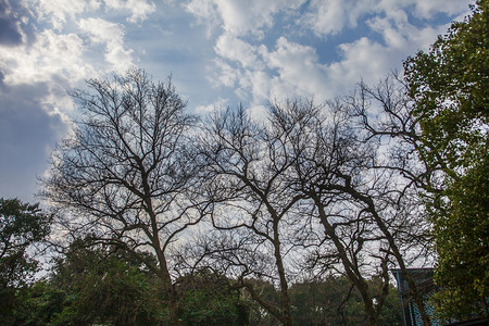树林桌面摄影照片_蓝天白云下逆光仰拍树木自然风景摄影图
