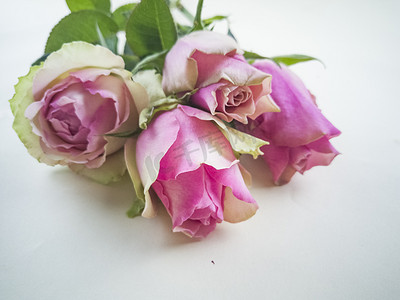 红玫瑰粉玫瑰摄影照片_玫瑰花摄影图