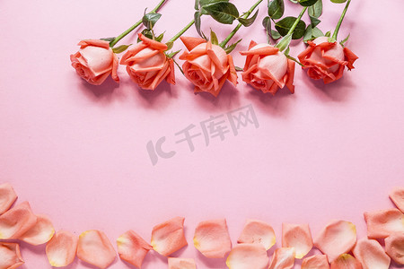 妇女节花卉摄影照片_七夕玫瑰摄影图
