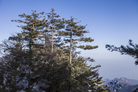 尧山古树风景名胜自然风光摄影图