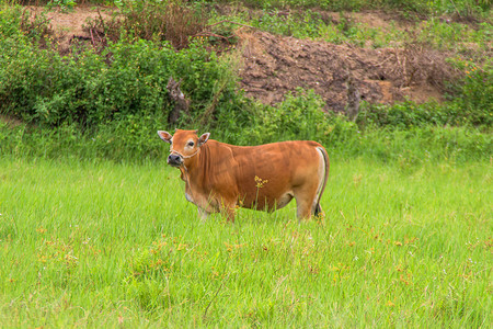 草地上黄牛摄影图
