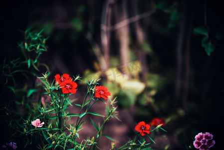 夏日石竹特写花朵自然风景摄影图