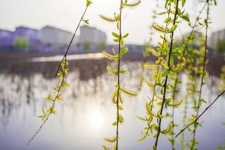 春天柳树摄影图