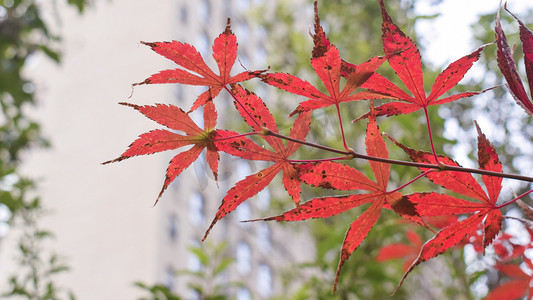 秋天红叶摄影图